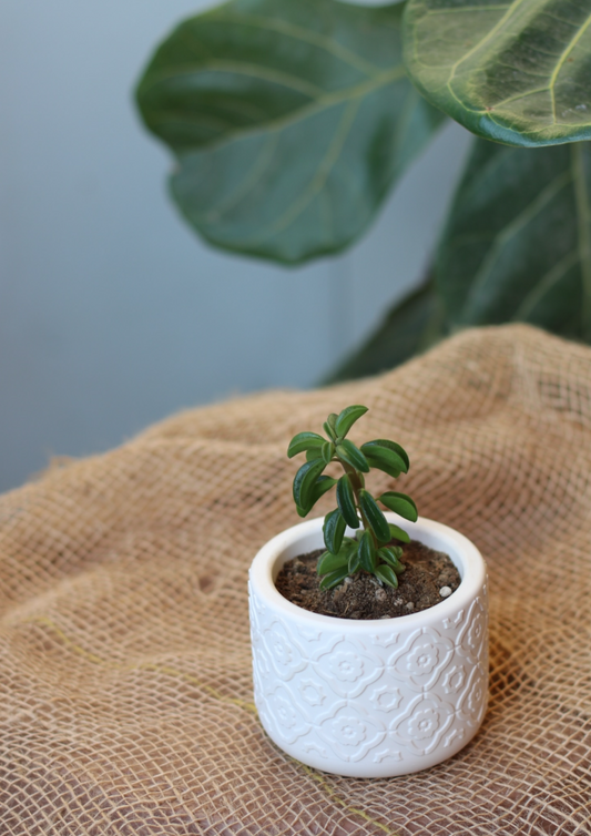 Pansy vaso per piantine disegno fiore